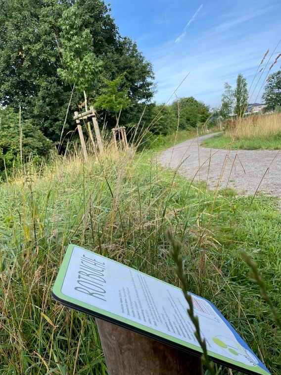 Baumlehrpfad Baumlehrpfad © © Gemeinde Legden, D.Honvehlmann