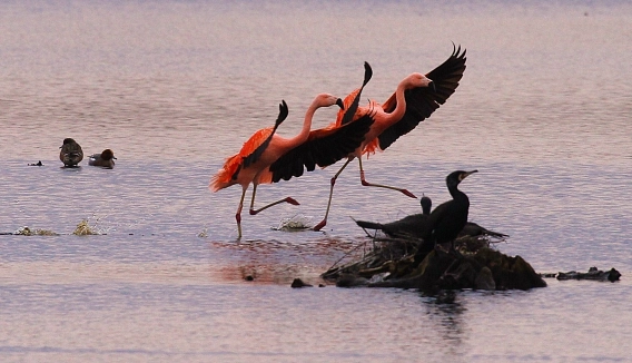 Flamingo-Route Flamingo-Route © Gemeinde Legden