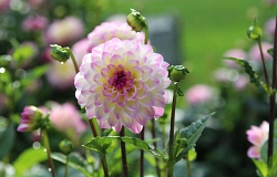 Dahlien Blüte