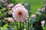 Dahlien Blüte