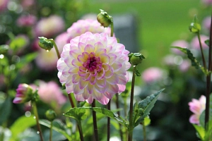 Dahlien Blüte